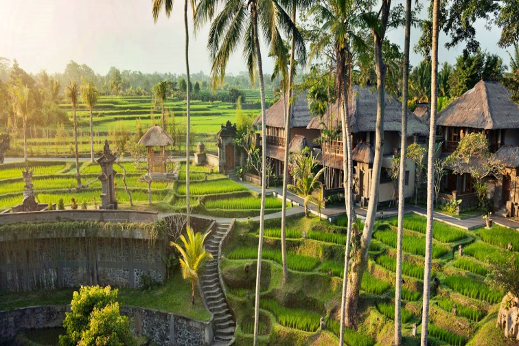 リゾート内の棚田