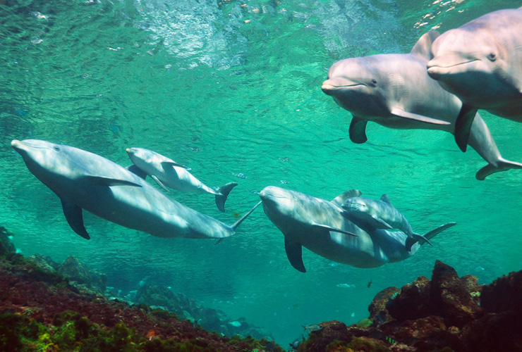 イルカたちを見ながらハンバーガーを食べることができるお店など