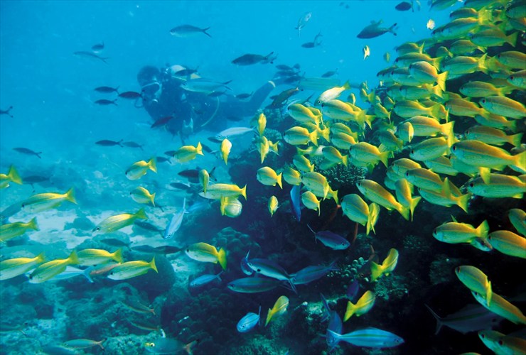 色とりどりの珊瑚礁と、貴重な海の生きものたちに出会える