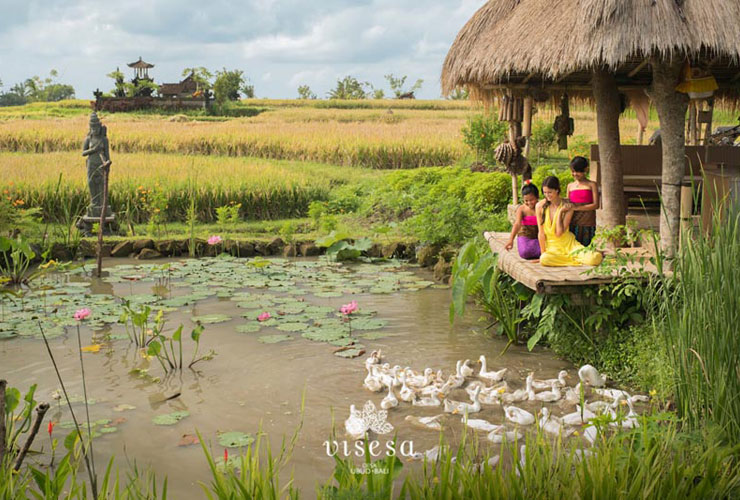 あひるのいる池