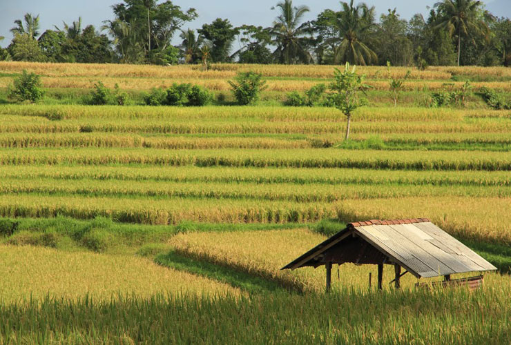 裏手のライスフィールド