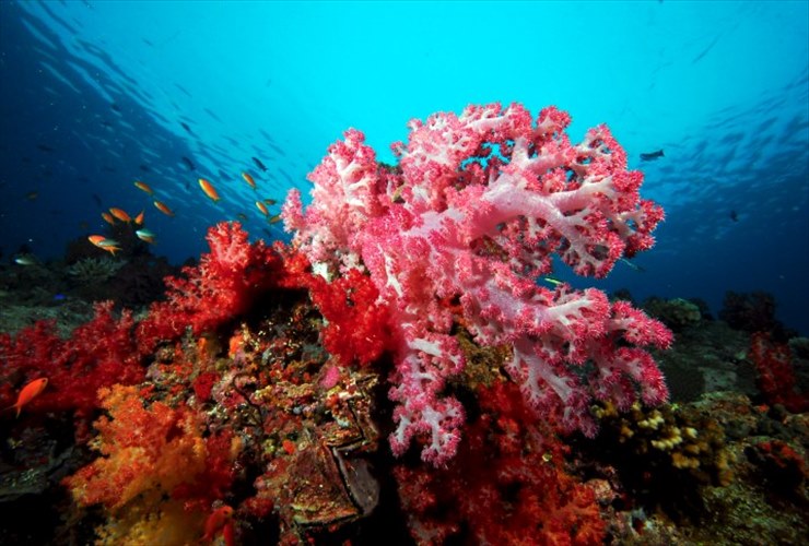 海では珊瑚礁や魚たちがお出迎え