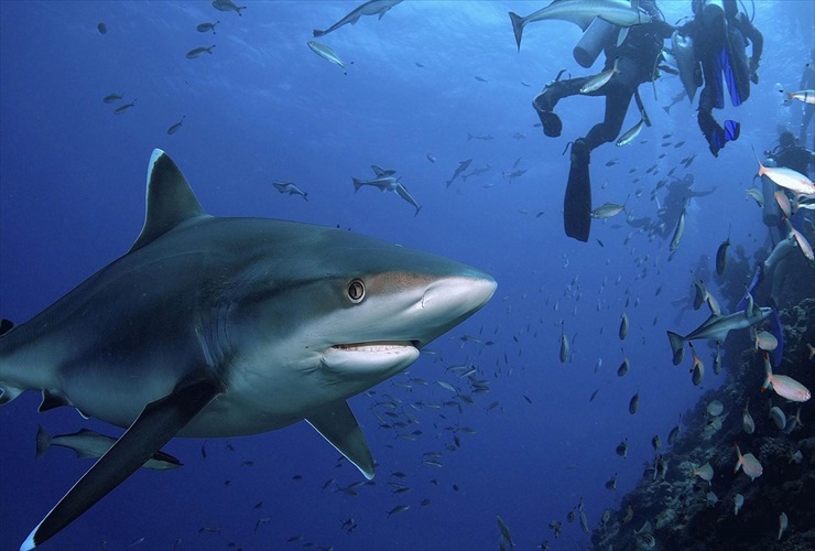 ベンガ・ラグーンでのシャークダイブ