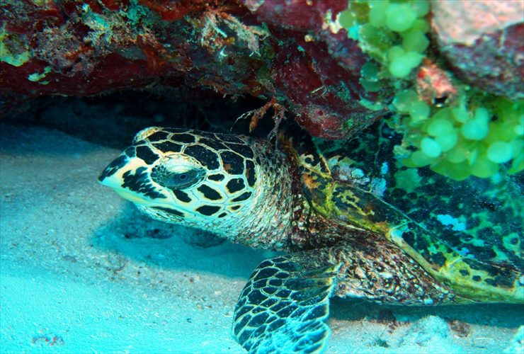 ウミガメにも会えるかも