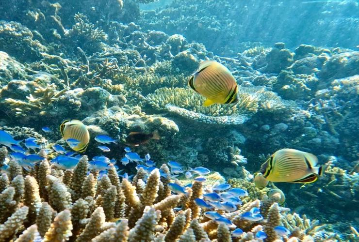 シュノーケリングなどのアクティビティも楽しめる