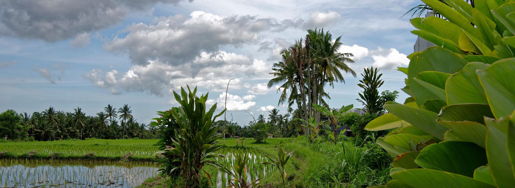 ヴィラからの風景