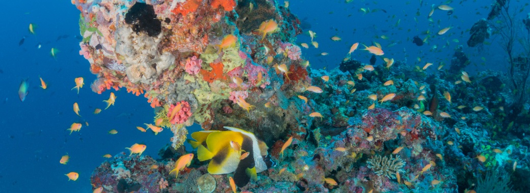 ミライドゥ アイランド モルディブ_ハウスリーフ