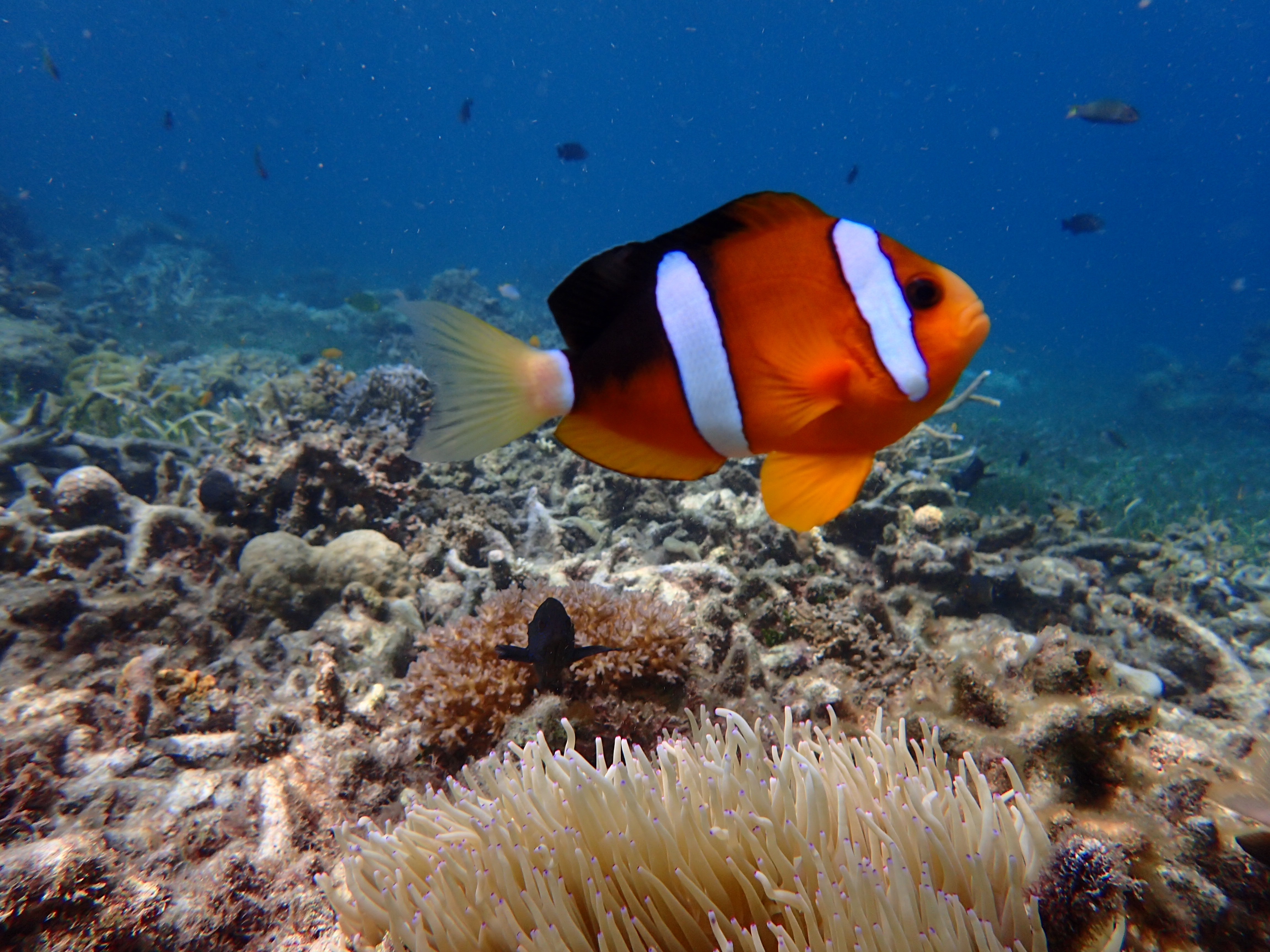 パンダノン島　海中　イメージ