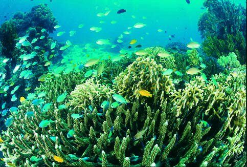 フィリピンの海の中