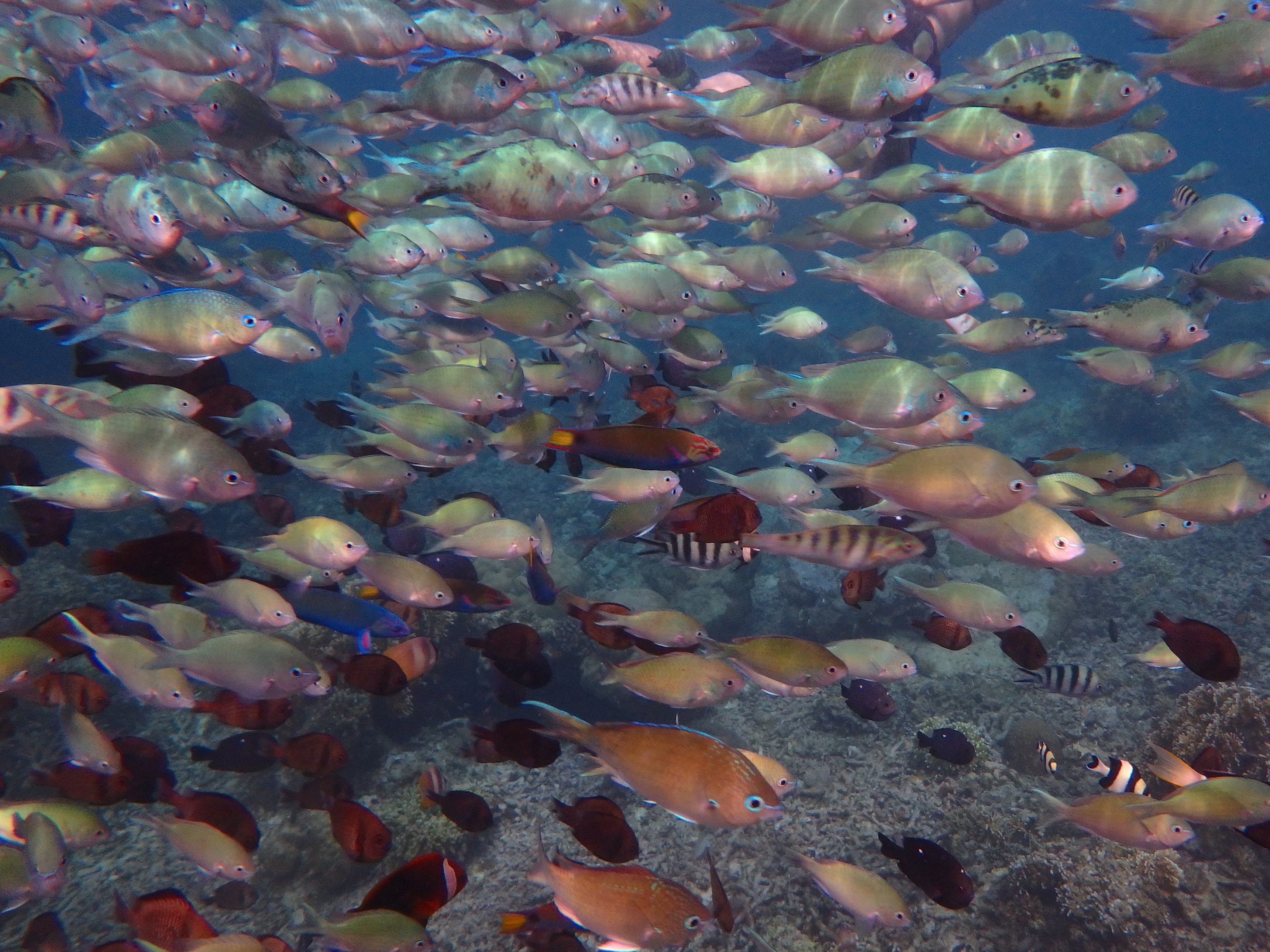 バリ　マリンアクティビティ　シュノーケリング