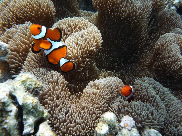 パンダノン島　シュノーケリング　イメージ