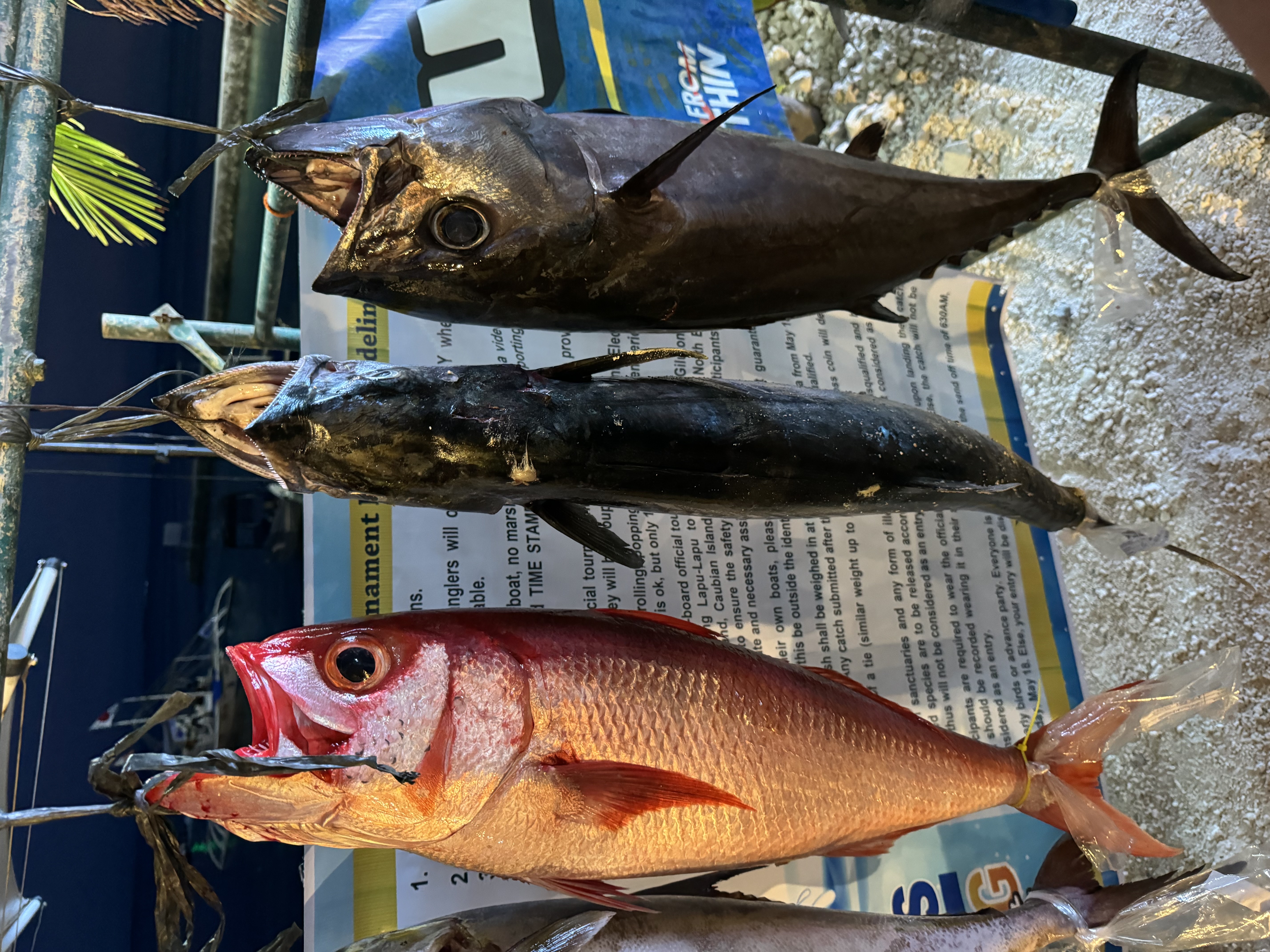 さまざまな魚が釣れます！