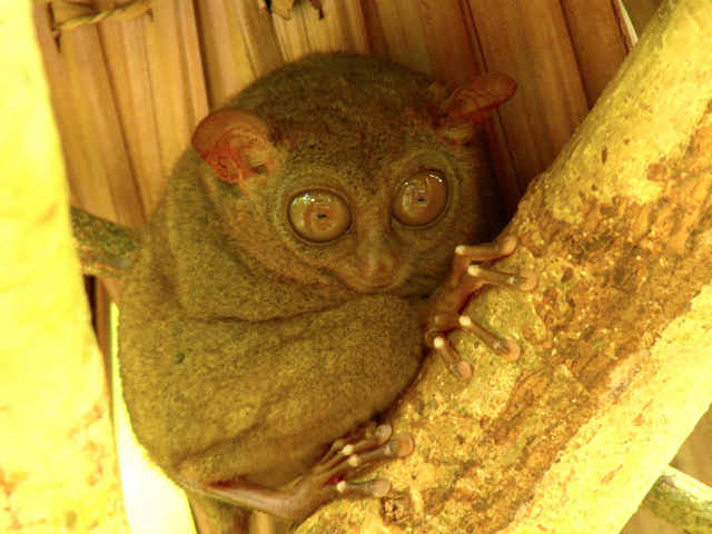 ホボール・リバークルーズ