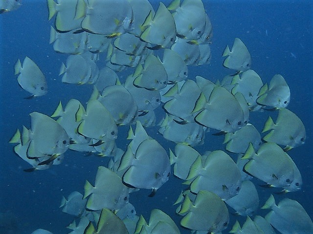 海の中　イメージ