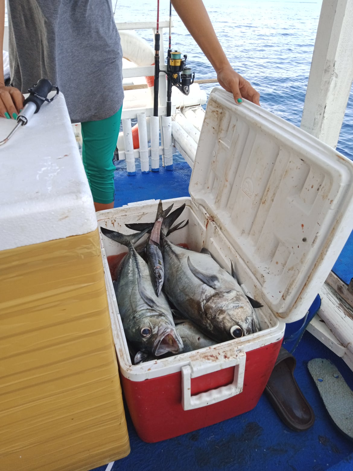 さまざまな魚が釣れます！