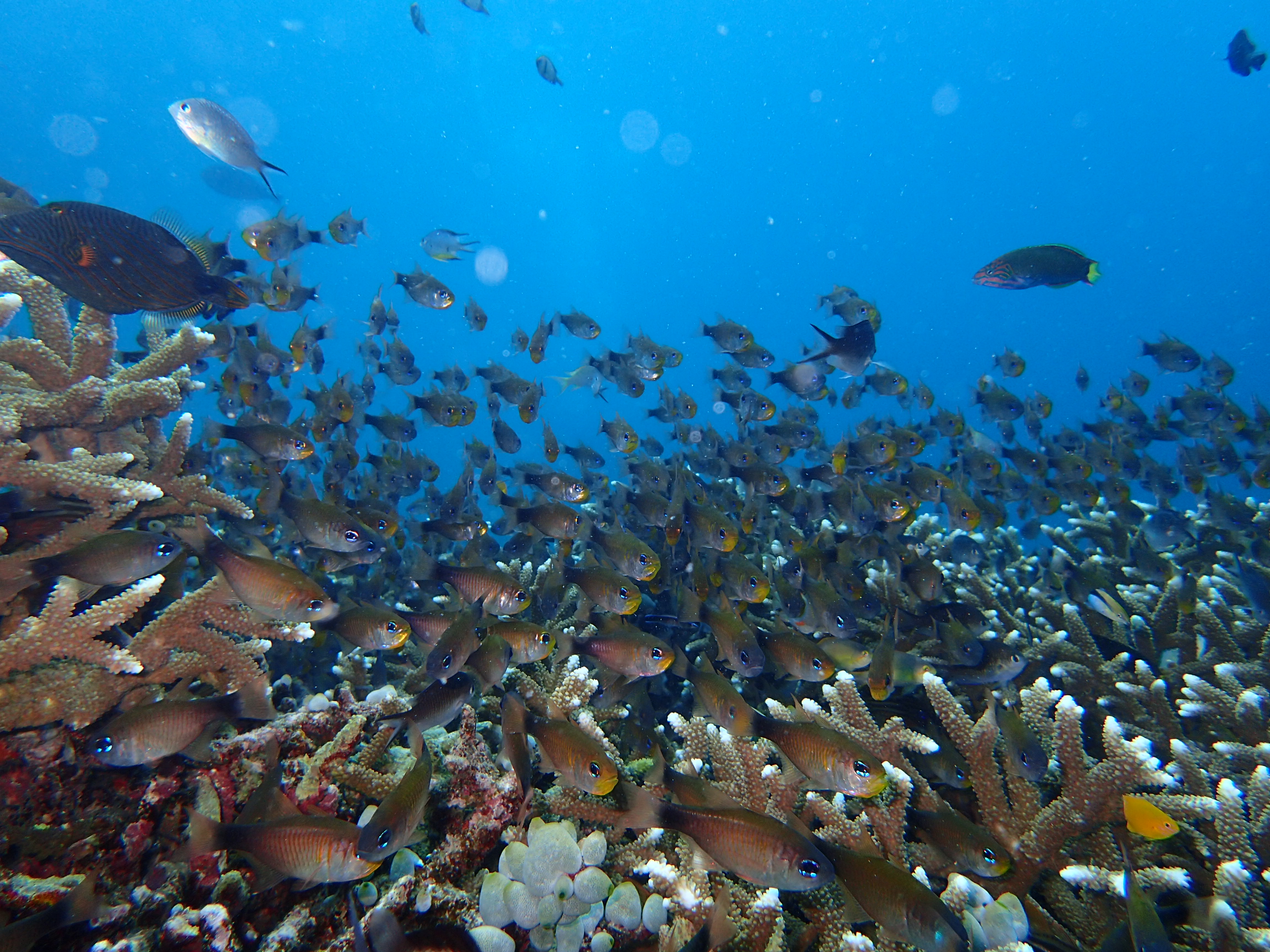 シュノーケリング　イメージ