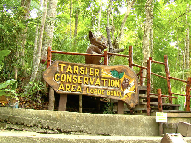 ボホール・ターシャ・メガネザル