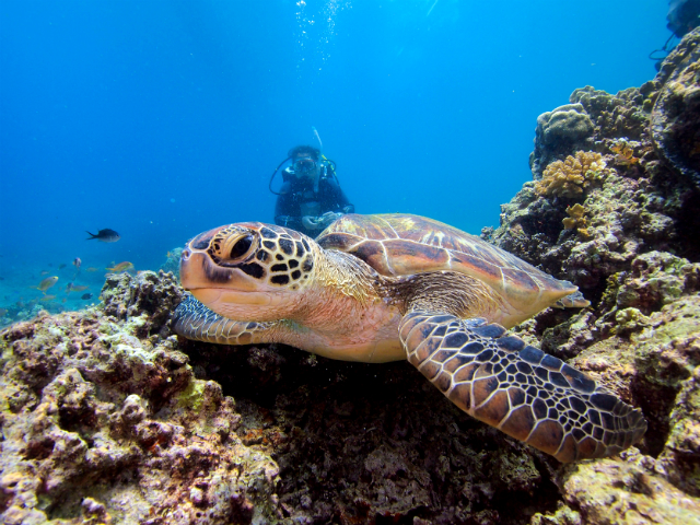 セブ島 フィリピン 海亀シュノーケリング オプショナルツアー詳細 海外旅行はトラベルスタンダードジャパン