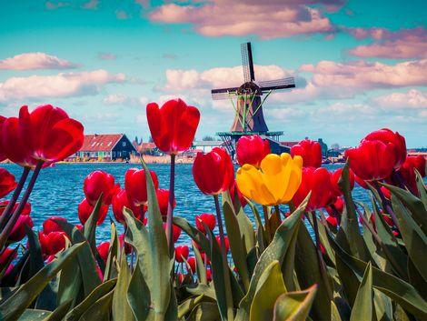 ◇アムステルダム：風車とチューリップ