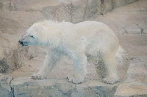 札幌:円山動物園 ホッキョクグマ