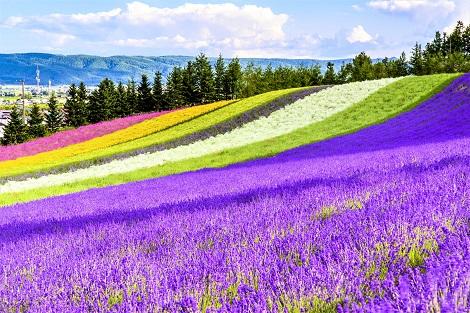ファーム富田 色とりどりの花景色