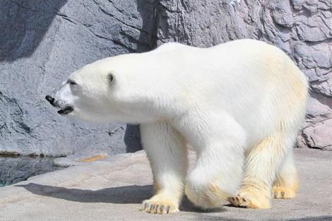 旭山動物園 人気者のホッキョクグマ♪