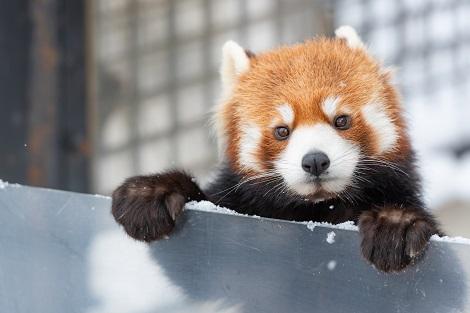 旭山動物園 可愛さ満点♪レッサーパンダ