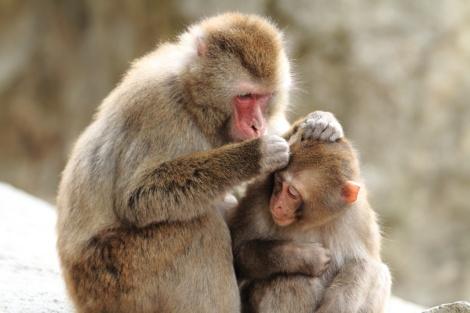◇大分:高崎山自然動物園