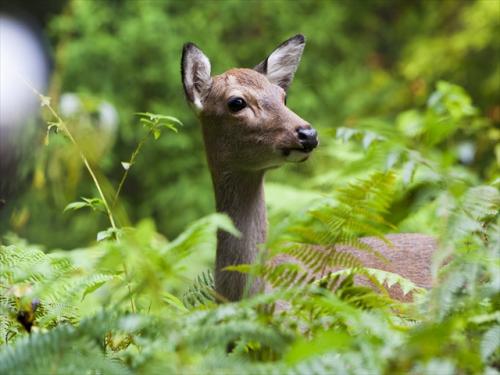 世界自然遺産の屋久島には野生動物もたくさん♪