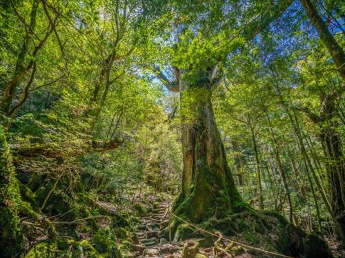 屋久島最大の杉「縄文杉」を目指して大自然の中をトレッキング!