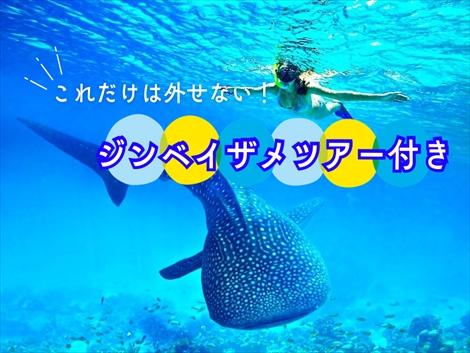 【これだけは外せない】ジンベイザメツアー付き!
