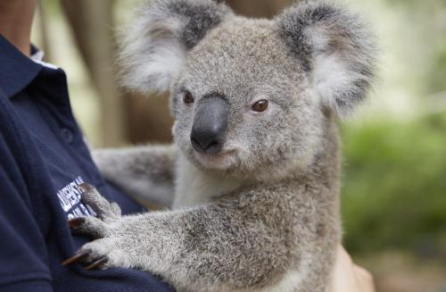 オーストラリアといえばコアラ！　©Maxime Coquard, Tourism Australia