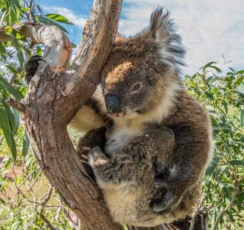 可愛らしいコアラ ©Greg Snell, Tourism Australia