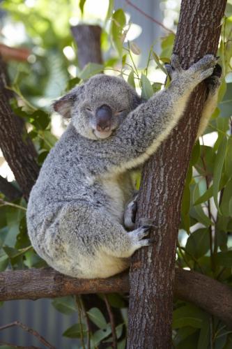 オーストラリアのアイドル☆コアラ ©Maxime Coquard, Tourism Australia