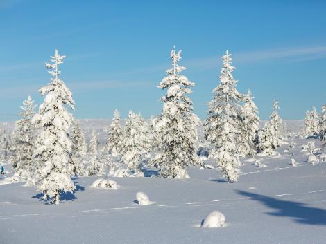 ◇◎フィンランド:雪の積もった木々