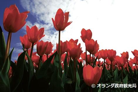 ◇アムステルダム：チューリップ