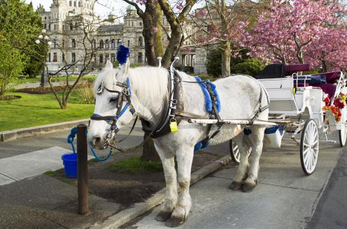ビクトリアの街を馬車で観光♪