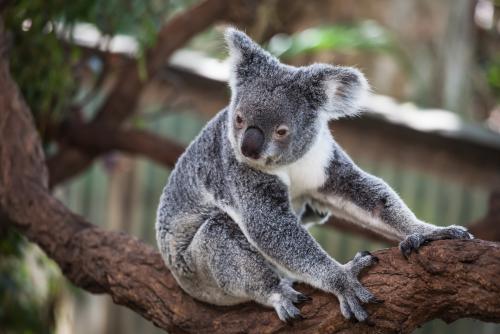 オーストラリアと言えば可愛いコアラ