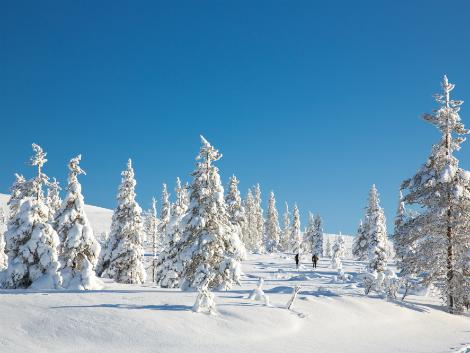 ◇◎サーリセルカ：ウルホ・ケッコネン国立公園