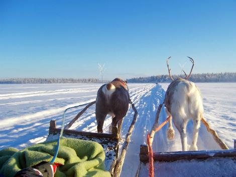 ◇フィンランド：トナカイサファリ