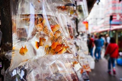 香港:金魚街