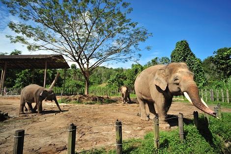 コタキナバル:ロッカウィ動物園