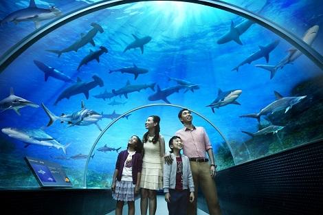 Shark Seas (S.E.A. Aquarium)