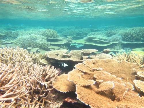 宮古島 シュノーケルでサンゴが広がる水中世界へ