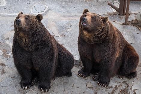 登別温泉:クマ牧場