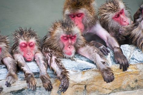 函館:冬から春にしか見られない!温泉に入るサルたち