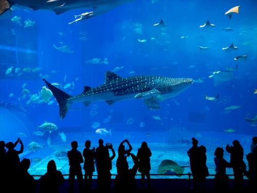 沖縄観光の代名詞「美ら海水族館」は必ず行きたい場所♪