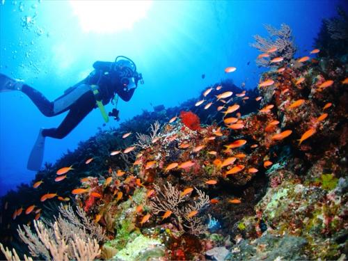 一度潜ったら虜になりそうな沖縄の綺麗な水中世界