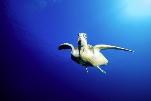 プルマン モルディブならカメに会えるかも！？