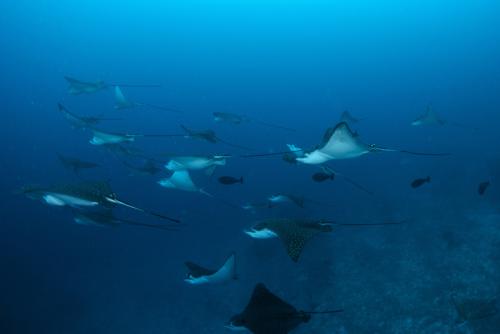 時期によってはマンタに会える！？__カギ モルディブ スパ アイランド